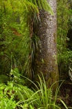 beautiful;beauty;bush;endemic;forest;forests;green;kauri-forest;kauri-forests;Kauri-Tree;Kauri-Trees;Kerikeri;Manginangina;Manginangina-Kauri-Walk;Manginangina-Walk;N.I.;N.Z.;native;native-bush;natives;natural;nature;New-Zealand;NI;North-Is;North-Is.;North-Island;Northland;NZ;Puketi-Forest;rain-forest;rain-forests;rain_forest;rain_forests;rainforest;rainforests;scene;scenic;timber;tree;tree-trunk;tree-trunks;trees;trunk;trunks;wood;woods