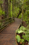 beautiful;beauty;boardwalk;boardwalks;bush;endemic;footpath;footpaths;forest;forest-reserve;forest-track;forest-tracks;forests;green;hiking-track;hiking-tracks;kauri-forest;kauri-forests;Kauri-Tree;Kauri-Trees;Kerikeri;lush;Manginangina;Manginangina-Kauri-Walk;Manginangina-Walk;N.I.;N.Z.;native;native-bush;natives;natural;nature;New-Zealand;NI;North-Is;North-Is.;North-Island;Northland;NZ;path;paths;Puketi-Forest;rain-forest;rain-forests;rain_forest;rain_forests;rainforest;rainforests;scene;scenic;timber;track;tracks;tree;tree-trunk;tree-trunks;trees;trunk;trunks;walking-track;walking-tracks;wood;woods