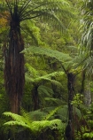 beautiful;beauty;bush;cyathea;endemic;fern;ferns;forest;forests;frond;fronds;green;Kauri-Forest;Kauri-Forests;Kerikeri;Manginangina;Manginangina-Kauri-Walk;Manginangina-Walk;N.I.;N.Z.;native;native-bush;natives;natural;nature;New-Zealand;NI;North-Is;North-Is.;North-Island;Northland;NZ;plant;plants;ponga;pongas;Puketi-Forest;punga;pungas;rain-forest;rain-forests;rain_forest;rain_forests;rainforest;rainforests;scene;scenic;timber;tree;tree-fern;tree-ferns;trees;wood;woods