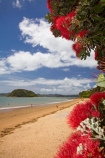 Bay-of-Is;Bay-of-Islands;beach;beaches;coast;coastal;coastline;crimson;flower;flowers;icon;icons;metrosideros-excelsa;Motuarahi-Is;Motuarahi-Island;N.I.;N.Z.;native;native-plant;native-plants;nature;new-zealand;NI;North-Auckland;North-Is;north-is.;north-island;Northland;NZ;Paihia;plant;plants;pohutakawa;pohutakawas;Pohutukawa;pohutukawa-flower;pohutukawa-flowers;pohutukawa-tree;pohutukawa-trees;pohutukawas;red;sand;sandy;shore;shoreline;summer;symbol;symbols;tree;trees