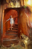 Ancient-Kauri-Kingdom;Awanui;child;children;Far-North;giant-kauri-tree;giant-kauri-trees;girl;girls;Kaitaia;Kauri-kingdom;Kauri-shop;kauri-tree;kauri-trees;kauri-trunk;kid;kids;little-girl;little-girls;N.I.;N.Z.;New-Zealand;NI;North-Is;North-Is.;North-Island;Northland;NZ;stair;staircase;staircases;stairs;stairway;stairways;tree;tree-trunk;tree-trunks;trees;wood;wooden