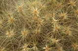 dune-grass;dune-grasses;Far-North;N.I.;N.Z.;New-Zealand;NI;North-Is;North-Is.;North-Island;Northland;NZ;plant;plants;Spinifex;Spinifex-Grass;Tapotupotu-Bay