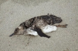 beach;beaches;bird;birds;blue-penguin;blue-penguins;carcas;coastal;dead;Eudyptula-minor;Far-North;feather;feathers;korora;little-blue-penguin;little-blue-penguins;little-penguin;little-penguins;marine;N.I.;N.Z.;native;natural-history;nature;new-zealand;NI;North-Is;North-Is.;North-Island;Northland;NZ;penguin;penguins;Tapotupotu-Bay;wildlife