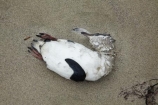 beach;beaches;bird;birds;blue-penguin;blue-penguins;carcas;coastal;dead;Eudyptula-minor;Far-North;feather;feathers;korora;little-blue-penguin;little-blue-penguins;little-penguin;little-penguins;marine;N.I.;N.Z.;native;natural-history;nature;new-zealand;NI;North-Is;North-Is.;North-Island;Northland;NZ;penguin;penguins;Tapotupotu-Bay;wildlife