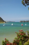 Bay-of-Is;Bay-of-Islands;boat;boats;coast;coastal;coastline;coastlines;coasts;flower;flowers;foreshore;metrosideros-excelsa;moor;moored;mooring;N.I.;N.Z.;native;native-plant;native-plants;New-Zealand;NI;North-Is;North-Is.;North-Island;Northland;NZ;Parekura-Bay;plant;plants;pohutakawa;pohutakawas;pohutukawa;pohutukawa-flower;pohutukawa-flowers;pohutukawa-tree;pohutukawa-trees;pohutukawas;shore;shoreline;shorelines;shores;summer;tree;trees;Waipiro-Bay;water;yacht;yachts