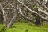 Auckland-Region;metrosideros-excelsa;N.I.;N.Z.;native;native-plant;native-plants;New-Zealand;NI;North-Is;North-Is.;North-Island;Northland;NZ;plant;plants;pohutakawa;pohutakawas;pohutukawa-tree;pohutukawa-trees;pohutukawas;Rodney-District;summer;tree;trees;Wenderholm-Park;Wenderholm-Regional-Park