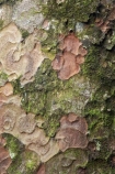 A.H.-Reed-Memorial-Kauri-Park;bark;bush;endemic;flora;forest;forestry;forests;kauri;kauris;native;native-bush;natives;new-zealand;north-is.;north-island;Northland;outdoor;outdoors;rain-forest;rain-forests;rain_forest;rain_forests;rainforest;rainforests;timber;tree;tree-trunk;tree-trunks;trees;trunk;trunks;Whangarei;wood;woods