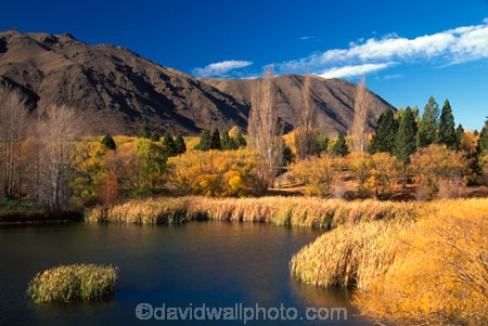 autumn;autumnal;fall;gold;golden;lake;lakes;marsh;marshes;polars;pond;rushes,water;tree;trees;water;willow;willows