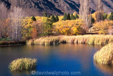 autumn;autumnal;fall;gold;golden;lake;lakes;marsh;marshes;polars;pond;rushes,water;tree;trees;water;willow;willows
