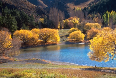 autumn;autumnal;fall;gold;golden;hydro-lake;hydro_electric;lakes;tree;trees;water;willow;willows