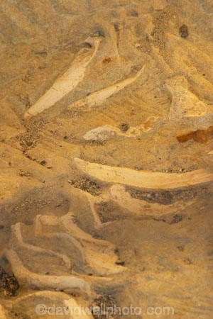 Duntroon;earthquake;earthquakes;fosil;fossil;fossil-site;fossils;geological;geology;Landscape;New-Zealand;North-Otago;sandstone;South-Island;subside;subsidence;waitaki;whale;whale-bone;whale-bones;whales