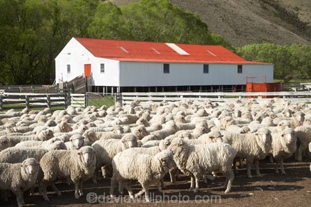 agricultural;agriculture;aminals;animal;Animals;country;countryside;Crowd;Crowded;Crowds;drove;droving;ewes;farm;Farm-animals;Farm-Building;Farm-Buildings;Farm-Shed;Farm-Sheds;farming;farmland;farms;field;fields;flock;flocks;herbivore;herbivores;herbivorous;herd;herds;high-country-station;high-country-stations;livestock;Longslip;Mackenzie-Country;Mackenzie-District;mammal;mammals;Mckenzie-Country;Mckenzie-District;meadow;meadows;mob;mobs;muster;mustering;N.Z.;New-Zealand;North-Otago;NZ;Otago;Outdoor;Outdoors;Outside;paddock;paddocks;pasture;pastures;rural;S.I.;Shearing-Shed;Shearing-Sheds;sheep;Sheep-Shed;Sheep-Sheds;sheep-station;sheep-stations;SI;South-Island;stock;Waitaki-District;Waitaki-Region;white;wool;Wool-Shed;Wool-Sheds;woolly;wooly