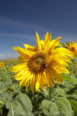 agricultural;agriculture;Botany;Bright;Close-up;Close-ups;Close_up;Close_ups;Closeup;Closeups;Color;colors;Colour;colours;Country;countryside;crop;crops;Day;Daytime;Detail;Details;farm;Farming;farmland;farms;field;fields;Flower;flowering;Flowers;Golden;Grow;Growing;Growth;Harvest;horticulture;meadow;meadows;N.Z.;Natural;Nature;New-Zealand;North-Otago;NZ;Otago;Outdoor;Outdoors;Outside;paddock;paddocks;pasture;pastures;Petal;Petals;plant;Plants;rural;S.I.;seed;Seeds;SI;South-Is.;South-Island;Summer;sun-flower;sun-flowers;Sunflower;Sunflowers;Sunny;Symbol;Symbols;Texture;Textures;yellow