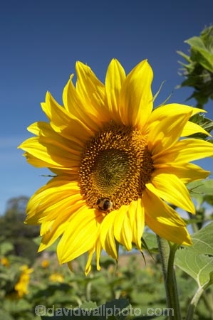 agricultural;agriculture;Botany;Bright;Close-up;Close-ups;Close_up;Close_ups;Closeup;Closeups;Color;colors;Colour;colours;Country;countryside;crop;crops;Day;Daytime;Detail;Details;farm;Farming;farmland;farms;field;fields;Flower;flowering;Flowers;Golden;Grow;Growing;Growth;Harvest;horticulture;meadow;meadows;N.Z.;Natural;Nature;New-Zealand;North-Otago;NZ;Otago;Outdoor;Outdoors;Outside;paddock;paddocks;pasture;pastures;Petal;Petals;plant;Plants;rural;S.I.;seed;Seeds;SI;South-Is.;South-Island;Summer;sun-flower;sun-flowers;Sunflower;Sunflowers;Sunny;Symbol;Symbols;Texture;Textures;yellow