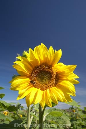 agricultural;agriculture;Botany;Bright;Close-up;Close-ups;Close_up;Close_ups;Closeup;Closeups;Color;colors;Colour;colours;Country;countryside;crop;crops;Day;Daytime;Detail;Details;farm;Farming;farmland;farms;field;fields;Flower;flowering;Flowers;Golden;Grow;Growing;Growth;Harvest;horticulture;meadow;meadows;N.Z.;Natural;Nature;New-Zealand;North-Otago;NZ;Otago;Outdoor;Outdoors;Outside;paddock;paddocks;pasture;pastures;Petal;Petals;plant;Plants;rural;S.I.;seed;Seeds;SI;South-Is.;South-Island;Summer;sun-flower;sun-flowers;Sunflower;Sunflowers;Sunny;Symbol;Symbols;Texture;Textures;yellow