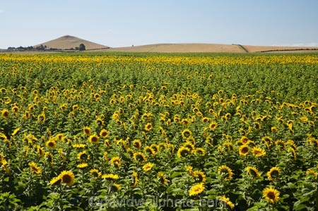 agricultural;agriculture;country;countryside;crop;crops;farm;farming;farmland;farms;field;fields;flowering;horticulture;meadow;meadows;N.Z.;New-Zealand;North-Otago;NZ;Otago;paddock;paddocks;pasture;pastures;plant;plants;rural;S.I.;SI;South-Is.;South-Island;summer