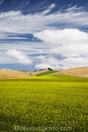 agricultural;agriculture;canola;canola-field;canola-fields;country;countryside;crop;crops;East-Otago;farm;farming;farmland;farms;field;fields;flowering;horticulture;meadow;meadows;N.Z.;New-Zealand;North-Otago;NZ;Otago;paddock;paddocks;Palmerston;pasture;pastures;plant;plants;rapeseed;Rapeseed-Field;rapeseed-fields;rural;S.I.;SI;South-Is.;South-Island;summer;Waikouaiti;yellow