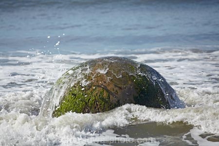 beach;beaches;boulder;coast;coastal;coastline;coastlines;coasts;concretion;foreshore;formation;geological;geology;marble;marbles;Moeraki;Moeraki-Boulder;Moeraki-Boulders;N.Z.;New-Zealand;North-Otago;NZ;ocean;Otago;rock;rocks;round;S.I.;sand;sea;sedimentary;shore;shoreline;shorelines;shores;SI;South-Is;South-Is.;South-Island;sphere;splash;splashes;splashing;unusual-geologocal-feature;unusual-geologocal-features;unusual-natural-feature;unusual-natural-features;unusual-rock;unusual-rocks;Waikati-District;Waitaki-District;Waitaki-Region;water;wave;waves