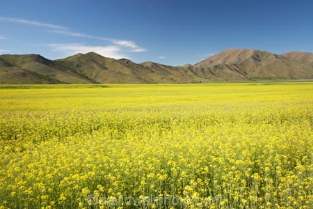 agricultural;agriculture;apeseed-field;Benmore-Range;canola;canola-field;canola-fields;country;countryside;crop;crops;farm;farming;farmland;farms;field;fields;flowering;horticulture;meadow;meadows;N.Z.;New-Zealand;North-Otago;NZ;Omarama;Otago;paddock;paddocks;pasture;pastures;plant;plants;rapeseed;Rapeseed-Field;rapeseed-fields;rural;S.I.;SI;South-Is.;South-Island;summer;Waitaki-District;Waitaki-Region;Waitaki-Valley;yellow