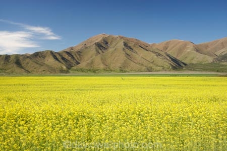 agricultural;agriculture;apeseed-field;Benmore-Range;canola;canola-field;canola-fields;country;countryside;crop;crops;farm;farming;farmland;farms;field;fields;flowering;horticulture;meadow;meadows;N.Z.;New-Zealand;North-Otago;NZ;Omarama;Otago;paddock;paddocks;pasture;pastures;plant;plants;rapeseed;Rapeseed-Field;rapeseed-fields;rural;S.I.;SI;South-Is.;South-Island;summer;Waitaki-District;Waitaki-Region;Waitaki-Valley;yellow