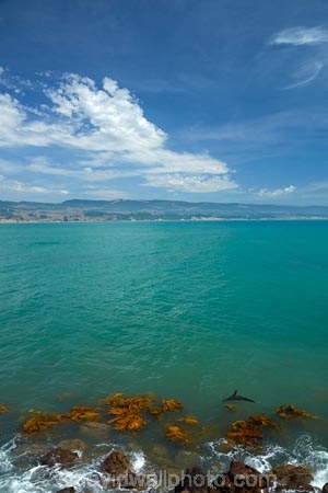 arctocephalus;Arctocephalus-forsteri;bay;coast;coastal;coastline;coastlines;coasts;foreshore;forsteri;fur;Fur-Seal;Fur-Seals;island;kelp;Moeraki;N.I.;N.Z.;N.Z.-Fur-Seal;N.Z.-Fur-Seals;New-Zealand;New-Zealand-Fur-Seal;New-Zealand-Fur-Seals;NI;North-Otago;NZ;NZ-Fur-Seal;NZ-Fur-Seals;ocean;oceans;Otago;Pacific-Ocean;S.I.;sea;seal;seals;seas;seaweed;shore;shoreline;shorelines;shores;SI;South-Is;South-Island;Sth-Is;Waitaki;Waitaki-District;Waitaki-Region;water;West-Coast;Westland;zealand