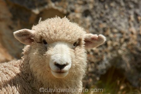 agricultural;agriculture;Animal;Animals;ewes;farm;Farm-animals;farming;farms;herbivore;herbivores;herbivorous;livestock;mammal;mammals;N.Z.;New-Zealand;North-Otago;Nth-Otago;NZ;Otago;rural;S.I.;sheep;SI;South-Is;South-Island;Sth-Is;stock;Waitaki;Waitaki-District;Waitaki-Region;white;wool;woolly;wooly