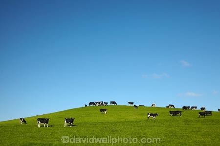 agricultural;agriculture;animal;animals;blue-skies;blue-sky;cattle;country;countryside;cow;cows;dairy;dairy-cow;dairy-cows;dairy-farm;dairy-farms;farm;farming;farmland;farms;field;fields;grassy;green;green-grass;Herbivore;Herbivores;Herbivorous;Livestock;mammal;mammals;meadow;meadows;N.Z.;New-Zealand;North-Otago;NZ;Otago;paddock;paddocks;pasture;pastures;rural;sky;South-Is;South-Island;stock;Waitaki-District;Waitaki-Region
