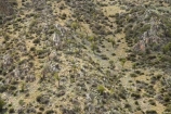 dry;Kowhai;N.Z.;New-Zealand;North-Otago;NZ;Otago;SI;Sophora-sp;South-Island;steep;Waitaki-District;Waitaki-Valley