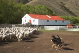 agricultural;agriculture;aminals;animal;Animals;country;countryside;Crowd;Crowded;Crowds;dog;dogs;drove;droving;ewes;farm;Farm-animals;Farm-Building;Farm-Buildings;Farm-Shed;Farm-Sheds;farming;farmland;farms;field;fields;flock;flocks;herbivore;herbivores;herbivorous;herd;herds;high-country-station;high-country-stations;livestock;Longslip;Mackenzie-Country;Mackenzie-District;mammal;mammals;Mckenzie-Country;Mckenzie-District;meadow;meadows;mob;mobs;muster;mustering;N.Z.;New-Zealand;North-Otago;NZ;Otago;Outdoor;Outdoors;Outside;paddock;paddocks;pasture;pastures;rural;S.I.;Shearing-Shed;Shearing-Sheds;sheep;sheep-dog;sheep-dogs;Sheep-Shed;Sheep-Sheds;sheep-station;sheep-stations;sheep_dog;sheep_dogs;sheepdog;sheepdogs;SI;South-Island;stock;Waitaki-District;Waitaki-Region;white;wool;Wool-Shed;Wool-Sheds;woolly;wooly;working-dog;working-dogs