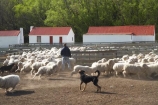 agricultural;agriculture;aminals;animal;Animals;country;countryside;Crowd;Crowded;Crowds;dog;dogs;drove;droving;ewes;farm;Farm-animals;Farm-Building;Farm-Buildings;Farm-Shed;Farm-Sheds;farming;farmland;farms;field;fields;flock;flocks;herbivore;herbivores;herbivorous;herd;herds;high-country-station;high-country-stations;livestock;Longslip;Mackenzie-Country;Mackenzie-District;mammal;mammals;Mckenzie-Country;Mckenzie-District;meadow;meadows;mob;mobs;muster;mustering;N.Z.;New-Zealand;North-Otago;NZ;Otago;Outdoor;Outdoors;Outside;paddock;paddocks;pasture;pastures;rural;S.I.;Shearing-Shed;Shearing-Sheds;sheep;sheep-dog;sheep-dogs;Sheep-Shed;Sheep-Sheds;sheep-station;sheep-stations;sheep_dog;sheep_dogs;sheepdog;sheepdogs;SI;South-Island;stock;Waitaki-District;Waitaki-Region;white;wool;Wool-Shed;Wool-Sheds;woolly;wooly;working-dog;working-dogs