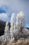 beautiful;calm;calmness;clean;clear;cold;Coldness;Color;Colour;Daytime;Exterior;extreme-weather;freeze;freezing;freezing-fog;frost;Frosted;frosty;frozen;high-country;hoar-frost;hoar-frosts;Hoarfrost;hoarfrosts;ice;ice-crystals;icy;idyllic;Landscape;Landscapes;Mackenzie-Country;N.Z.;natural;Nature;New-Zealand;North-Otago;NZ;Outdoor;Outdoors;Outside;peaceful;Peacefulness;phenomena;phenomenon;poplar-tree;Poplar-Trees;poplars;pure;Quiet;Quietness;rime;rime-ice;S.I.;Scenic;Scenics;season;seasonal;seasons;SI;silence;South-Canterbury;South-Is;south-island;spectacular;stunning;tranquil;tranquility;view;Waitaki-District;Waitaki-Valley;water;weather;White;winter;Wintertime;wintery;wintry