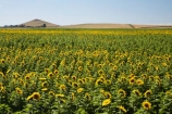 agricultural;agriculture;country;countryside;crop;crops;farm;farming;farmland;farms;field;fields;flowering;horticulture;meadow;meadows;N.Z.;New-Zealand;North-Otago;NZ;Otago;paddock;paddocks;pasture;pastures;plant;plants;rural;S.I.;SI;South-Is.;South-Island;summer