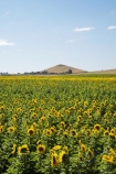 agricultural;agriculture;country;countryside;crop;crops;farm;farming;farmland;farms;field;fields;flowering;horticulture;meadow;meadows;N.Z.;New-Zealand;North-Otago;NZ;Otago;paddock;paddocks;pasture;pastures;plant;plants;rural;S.I.;SI;South-Is.;South-Island;summer