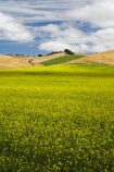 agricultural;agriculture;canola;canola-field;canola-fields;country;countryside;crop;crops;East-Otago;farm;farming;farmland;farms;field;fields;flowering;horticulture;meadow;meadows;N.Z.;New-Zealand;North-Otago;NZ;Otago;paddock;paddocks;Palmerston;pasture;pastures;plant;plants;rapeseed;Rapeseed-Field;rapeseed-fields;rural;S.I.;SI;South-Is.;South-Island;summer;Waikouaiti;yellow
