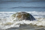 beach;beaches;boulder;coast;coastal;coastline;coastlines;coasts;concretion;foreshore;formation;geological;geology;marble;marbles;Moeraki;Moeraki-Boulder;Moeraki-Boulders;N.Z.;New-Zealand;North-Otago;NZ;ocean;Otago;rock;rocks;round;S.I.;sand;sea;sedimentary;shore;shoreline;shorelines;shores;SI;South-Is;South-Is.;South-Island;sphere;splash;splashes;splashing;unusual-geologocal-feature;unusual-geologocal-features;unusual-natural-feature;unusual-natural-features;unusual-rock;unusual-rocks;Waikati-District;Waitaki-District;Waitaki-Region;water;wave;waves
