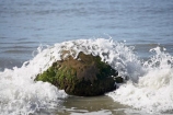 beach;beaches;boulder;coast;coastal;coastline;coastlines;coasts;concretion;foreshore;formation;geological;geology;marble;marbles;Moeraki;Moeraki-Boulder;Moeraki-Boulders;N.Z.;New-Zealand;North-Otago;NZ;ocean;Otago;rock;rocks;round;S.I.;sand;sea;sedimentary;shore;shoreline;shorelines;shores;SI;South-Is;South-Is.;South-Island;sphere;splash;splashes;splashing;unusual-geologocal-feature;unusual-geologocal-features;unusual-natural-feature;unusual-natural-features;unusual-rock;unusual-rocks;Waikati-District;Waitaki-District;Waitaki-Region;water;wave;waves