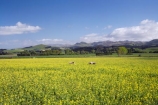 agricultural;agriculture;apeseed-field;canola;canola-field;canola-fields;country;countryside;crop;crops;East-Otago;farm;farming;farmland;farms;field;fields;flowering;horticulture;meadow;meadows;N.Z.;New-Zealand;NZ;Otago;paddock;paddocks;Palmerston;pasture;pastures;plant;plants;rapeseed;Rapeseed-Field;rapeseed-fields;rural;S.I.;SI;South-Is.;South-Island;summer;Waitaki-District;Waitaki-Region;yellow