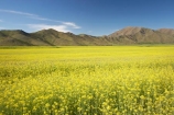 agricultural;agriculture;apeseed-field;Benmore-Range;canola;canola-field;canola-fields;country;countryside;crop;crops;farm;farming;farmland;farms;field;fields;flowering;horticulture;meadow;meadows;N.Z.;New-Zealand;North-Otago;NZ;Omarama;Otago;paddock;paddocks;pasture;pastures;plant;plants;rapeseed;Rapeseed-Field;rapeseed-fields;rural;S.I.;SI;South-Is.;South-Island;summer;Waitaki-District;Waitaki-Region;Waitaki-Valley;yellow