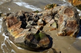 beach;beaches;boulder;broken;coast;coastal;coastline;coastlines;coasts;concretion;erode;eroded;erosion;foreshore;formation;geological;geology;marble;marbles;Moeraki;Moeraki-Boulder;Moeraki-Boulders;N.Z.;New-Zealand;North-Otago;NZ;ocean;Otago;rock;rocks;round;S.I.;sea;sedimentary;shore;shoreline;shorelines;shores;SI;South-Is;South-Is.;South-Island;sphere;Sth-Is;unusual-geologocal-feature;unusual-geologocal-features;unusual-natural-feature;unusual-natural-features;unusual-rock;unusual-rocks;Waikati-District;Waitaki-District;Waitaki-Region;water