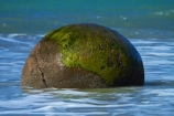 beach;beaches;boulder;coast;coastal;coastline;coastlines;coasts;concretion;foreshore;formation;geological;geology;marble;marbles;Moeraki;Moeraki-Boulder;Moeraki-Boulders;N.Z.;New-Zealand;North-Otago;NZ;ocean;Otago;Pacific-Ocean;rock;rocks;round;S.I.;sea;sedimentary;shore;shoreline;shorelines;shores;SI;South-Is;South-Is.;South-Island;sphere;Sth-Is;unusual-geologocal-feature;unusual-geologocal-features;unusual-natural-feature;unusual-natural-features;unusual-rock;unusual-rocks;Waikati-District;Waitaki-District;Waitaki-Region;water