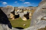 animal;Elephant-Rocks;geological;geology;N.Z.;New-Zealand;North-Otago;NZ;Otago;rock;rock-formation;rock-formations;rock-outcrop;rock-outcrops;rock-tor;rock-torr;rock-torrs;rock-tors;rocks;S.I.;sedementary;sheep;SI;South-Is;South-Island;Sth-Is;stock;stone;unusual;Waitaki;Waitaki-District;Waitaki-Region