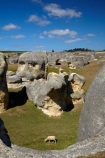 animal;Elephant-Rocks;geological;geology;N.Z.;New-Zealand;North-Otago;NZ;Otago;rock;rock-formation;rock-formations;rock-outcrop;rock-outcrops;rock-tor;rock-torr;rock-torrs;rock-tors;rocks;S.I.;sedementary;sheep;SI;South-Is;South-Island;Sth-Is;stock;stone;unusual;Waitaki;Waitaki-District;Waitaki-Region
