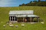 abandon;abandoned;agricultural;agriculture;building;buildings;character;country;countryside;derelict;derelict-building;dereliction;deserted;desolate;desolation;destruction;farm;farm-animals;farming;farmland;farms;field;fields;heritage;historic;historic-building;historic-buildings;Historic-Ruins;historical;historical-building;historical-buildings;history;meadow;meadows;N.Z.;neglect;neglected;New-Zealand;North-Otago;NZ;old;old-fashioned;old_fashioned;Otago;paddock;paddocks;pasture;pastures;ruin;ruins;run-down;rural;rustic;sheep;South-Is;South-Island;stock;Tokarahi;tradition;traditional;vintage;Waitaki-District;Waitaki-Region