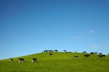 agricultural;agriculture;animal;animals;blue-skies;blue-sky;cattle;country;countryside;cow;cows;dairy;dairy-cow;dairy-cows;dairy-farm;dairy-farms;farm;farming;farmland;farms;field;fields;grassy;green;green-grass;Herbivore;Herbivores;Herbivorous;Livestock;mammal;mammals;meadow;meadows;N.Z.;New-Zealand;North-Otago;NZ;Otago;paddock;paddocks;pasture;pastures;rural;sky;South-Is;South-Island;stock;Waitaki-District;Waitaki-Region