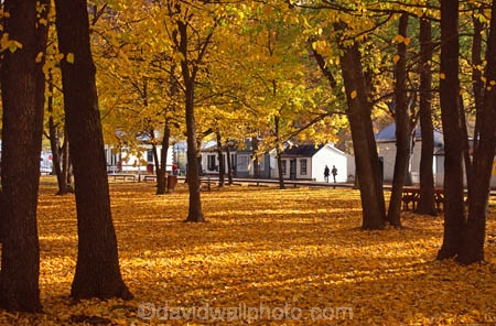 cottage;cottages;fall;historic;historical;leaf;leaves;tree;trees;yellow