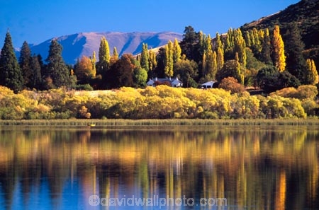 willow;tree;trees;reflection;yellow;fall;leaf;leaves;color;colors;colour;colours;wakatipu-basin;reflections;willow;willows;lakes