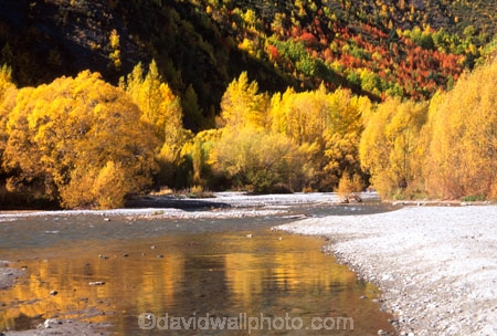 willow;tree;trees;reflection;yellow;fall;leaf;leaves;color;colors;colour;colours;reflections;willow;willows;rivers;gravel;gravelly;shore