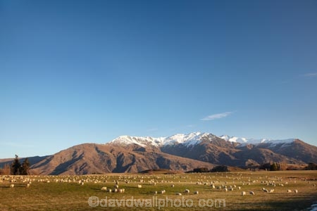 agricultural;agriculture;alp;alpine;alps;altitude;Ben-Cruachan;country;countryside;Crown-Range;Crown-Terrace;farm;farming;Farmland;farms;field;fields;high-altitude;horticulture;meadow;meadows;mount;mountain;mountain-peak;mountainous;mountains;mountainside;mt;mt.;N.Z.;New-Zealand;NZ;Otago;paddock;paddocks;pasture;pastures;peak;peaks;range;ranges;rural;S.I.;sheep;SI;snow;snow-capped;snow_capped;snowcapped;snowy;South-Is.;South-Island;southern-alps;Southern-Lakes;Southern-Lakes-District;Southern-Lakes-Region;stock;summit;summits