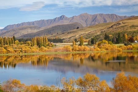 autuminal;autumn;autumn-colour;autumn-colours;autumnal;calm;color;colors;colour;colours;deciduous;fall;lake;Lake-Hayes;lakes;leaf;leaves;N.Z.;New-Zealand;NZ;Otago;placid;poplar-tree;poplar-trees;Queenstown;quiet;reflection;reflections;S.I.;season;seasonal;seasons;serene;SI;smooth;South-Is;South-Is.;South-Island;Southern-Lakes;Southern-Lakes-District;Southern-Lakes-Region;still;tranquil;tree;trees;water;willow-tree;willow-trees