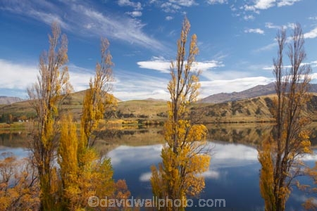 autuminal;autumn;autumn-colour;autumn-colours;autumnal;calm;color;colors;colour;colours;deciduous;fall;lake;Lake-Hayes;lakes;leaf;leaves;N.Z.;New-Zealand;NZ;Otago;placid;poplar-tree;poplar-trees;Queenstown;quiet;reflection;reflections;S.I.;season;seasonal;seasons;serene;SI;smooth;South-Is;South-Is.;South-Island;Southern-Lakes;Southern-Lakes-District;Southern-Lakes-Region;still;tranquil;tree;trees;water;willow-tree;willow-trees